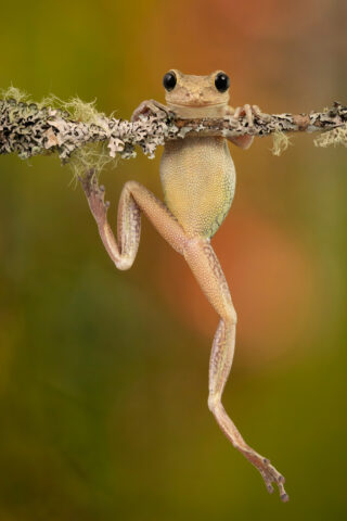 Angi Wallace-1- Pets.Jpg