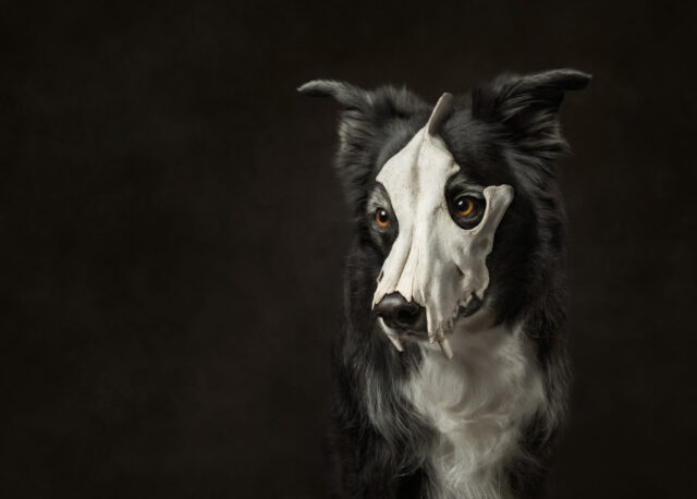 Callie Soden-Entry 1-Pets