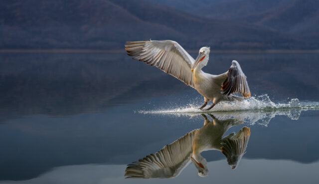 Gary Neville-Entry 2-Natural World