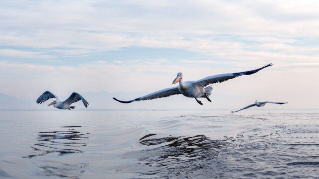 Gemma Sains - Entry 1-Natural World