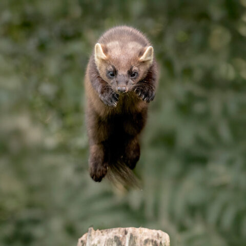 Harli Sreenan_entry 1_student