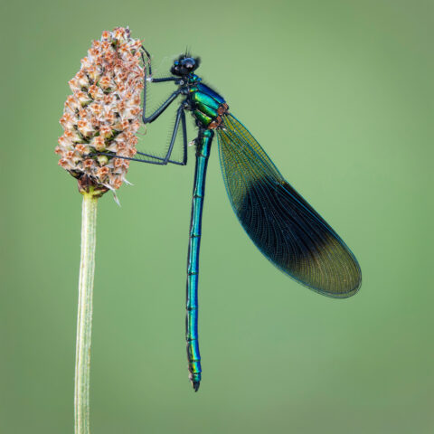 Harli Sreenan_entry 2_student