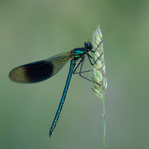 Harli Sreenan_entry 3_student