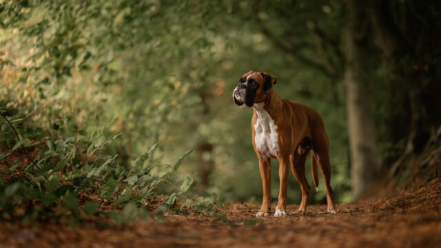 Helen Daniels-Entry 1-Pets