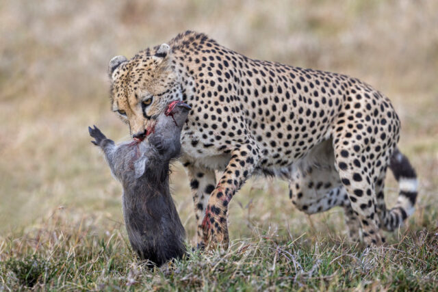 Helen Vaughan 1 Nature