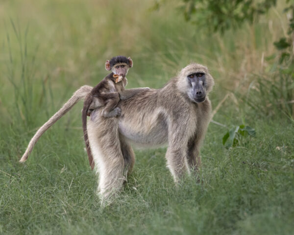 Helen Vaughan 3 Nature