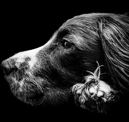 Hubert Pariat entry 4 UKPPA Student