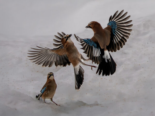 Jesse Cason - Entry 1 Jays fighting with an audience- Natural World