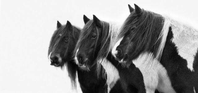 Katherine Edwards -Entry 1 - Pets