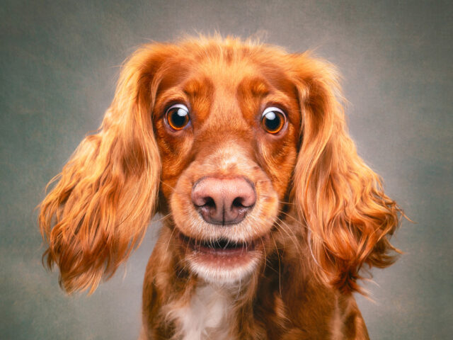 Lorraine Lucas-Entry6-Pets