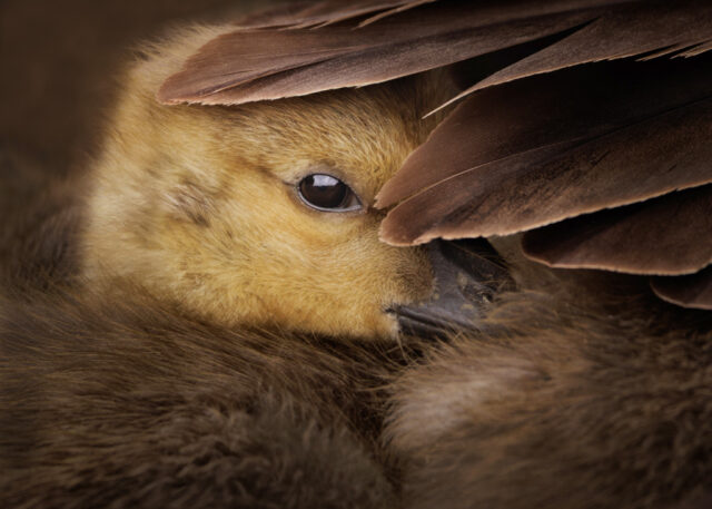 Louise Farrell - Entry 1 - Natural World