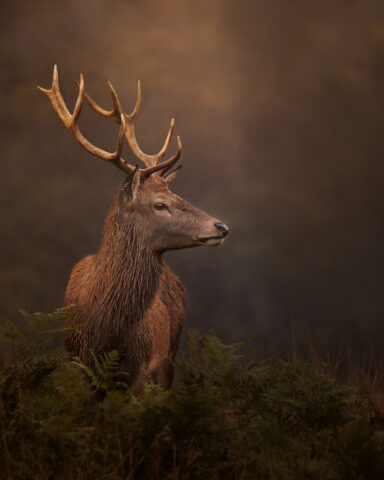 Louise Farrell -Entry 2-Natural World