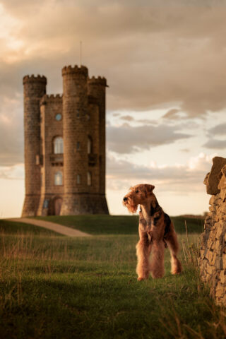 Michael Crane - Entry 2 - Pets