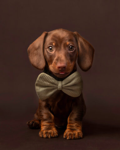 Miriam Smith Entry3- Pets