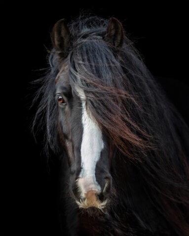 Nicola Broadhurst-Entry 1_ Pets