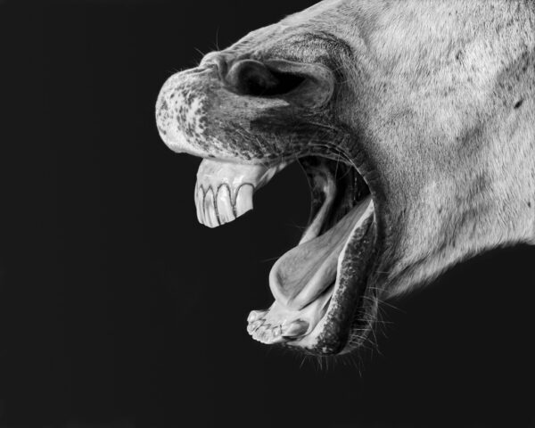 Phil Yale - Entry 1 - Pets