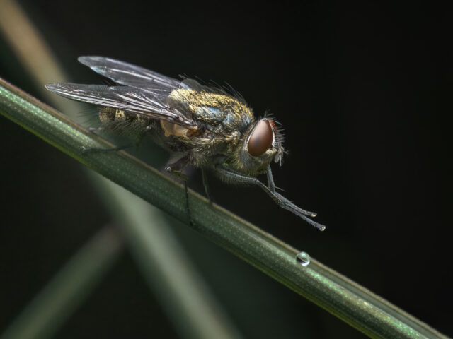 Rob Bentley - Entry 3 - The Natural World