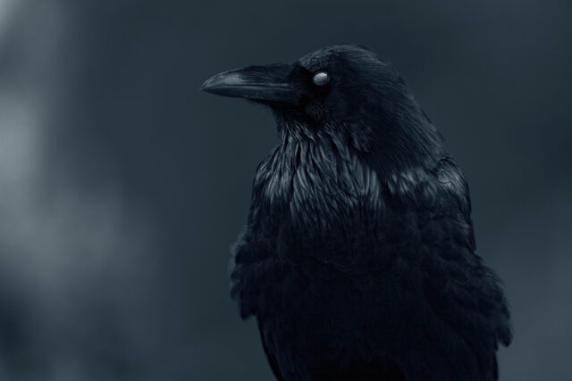 Rosalie Smith - Entry 1 - Natural World