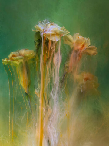 Viv Buckley-entry 5-open